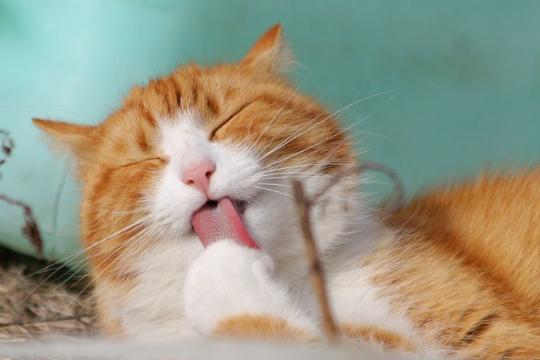 Red and white cat licking its paw