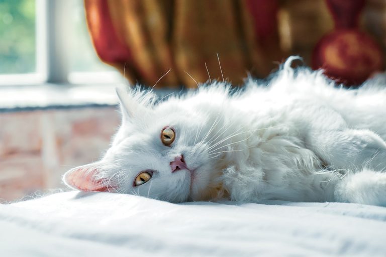 What Is The Best Food For A Cat With Hyperthyroidism