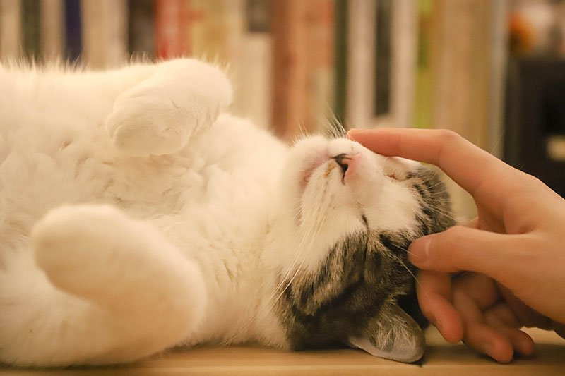 A cat being pet