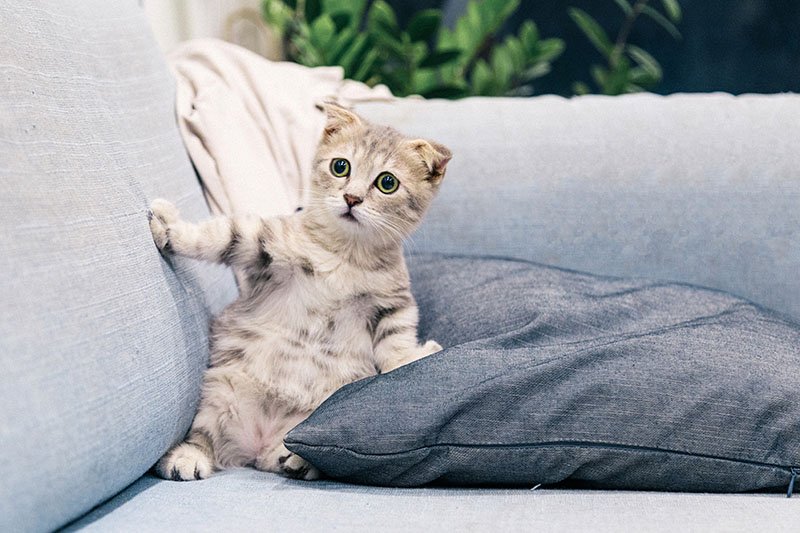 Grey and white kitten looking scared on a sofa