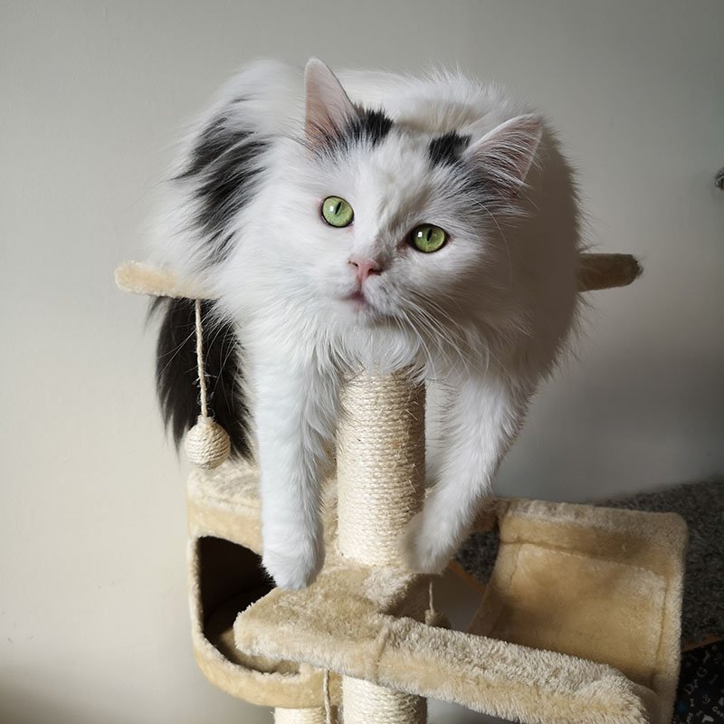 White cat resting with its belly on the top perch of a cat tree