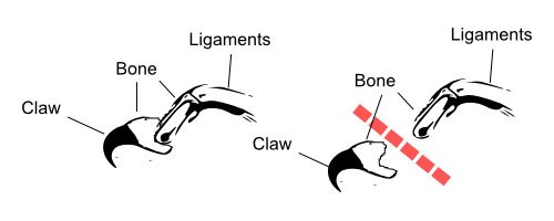 Schematic drawing of cat declawing procedure