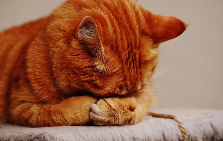 Red cat covering its eyes with its paws