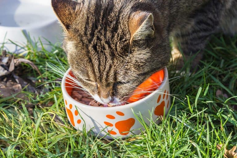 Best Wet Food For Cats With Kidney Disease