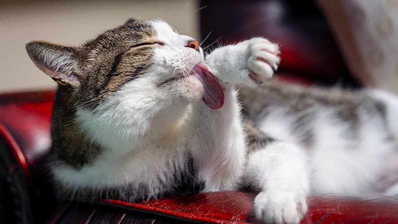 Brown and white cat licking its paw