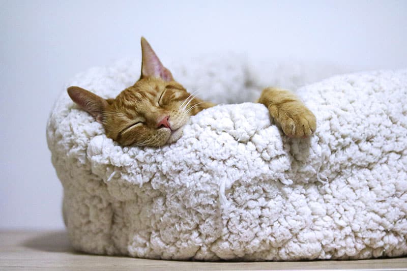 Orange cat sleeping in a sheep's wool cat bed