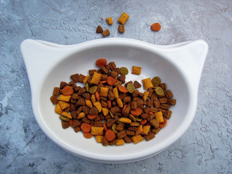 Best Dry Food For Cats With Kidney Disease