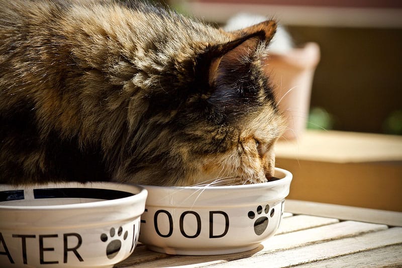 Brown and black cat eating from a bowl