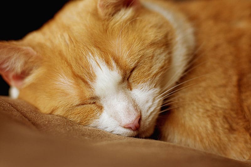 Red and white cat sleeping