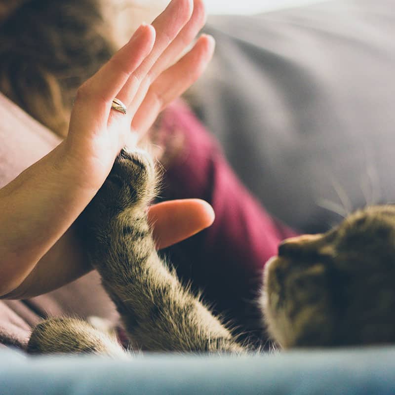 A cat and a human giving each other a high five