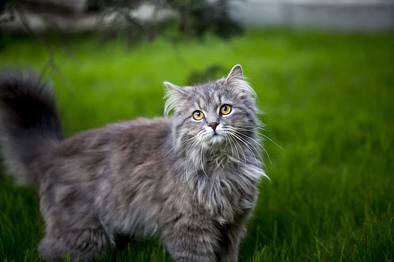 Maine Coon cat in a field of grass - Best Litter Box For Large Male Cats