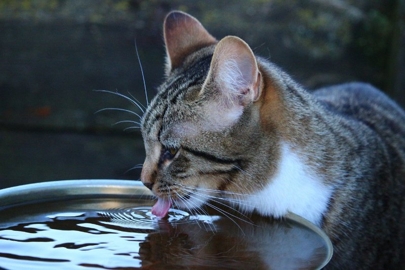 how much water does a cat need daily