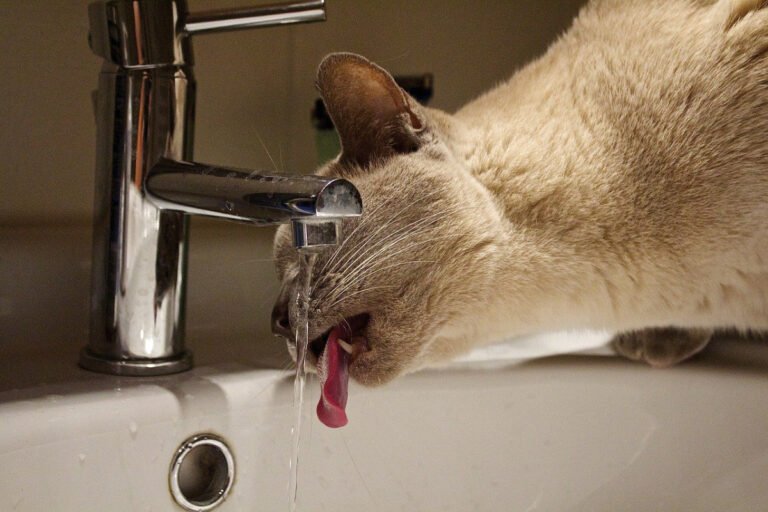 Why Does My Cat Drink From The Sink?