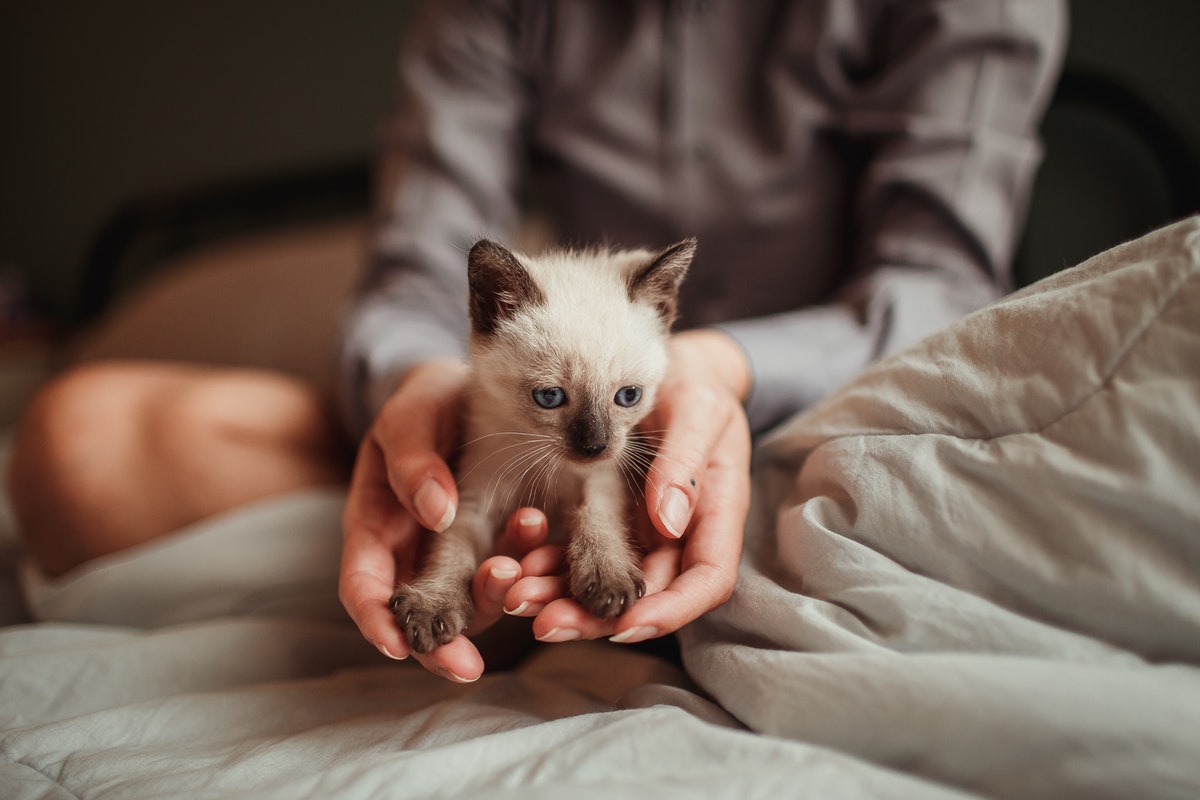 Do All Kittens Have Blue Eyes? Healthy Cat Guide