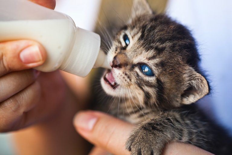 Best Milk Replacement For Kittens