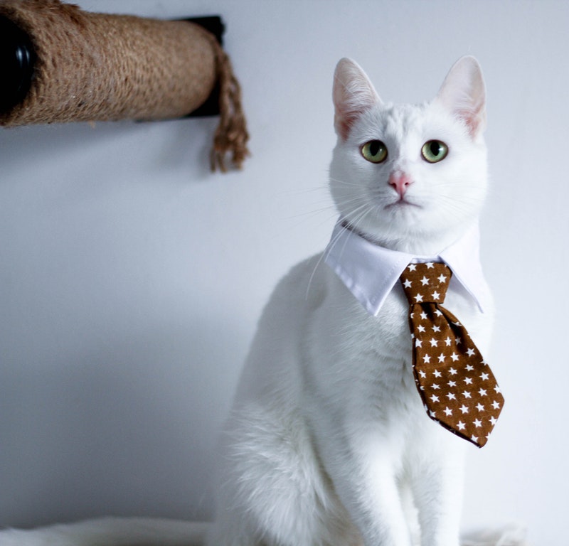How To Get Your Cat To Wear A Costume - Necktie