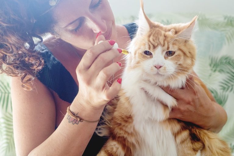 Is CBD Oil Good For Cats With Arthritis?