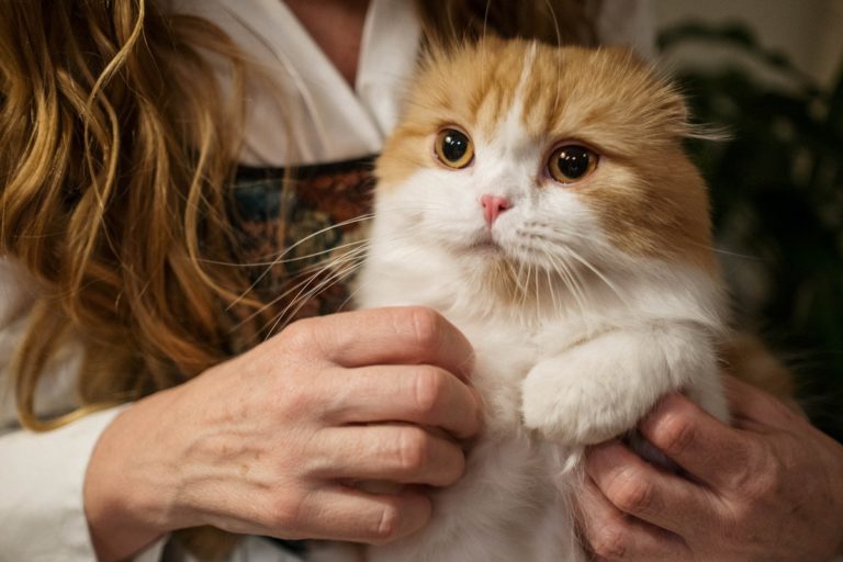 Top 5 Personality Traits Of Cat People