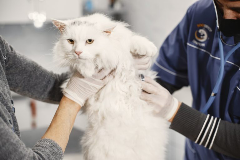 Papillomatosis In Cats: Do Cats Get Warts?