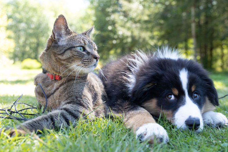 Is Dog Food Bad For Cats?